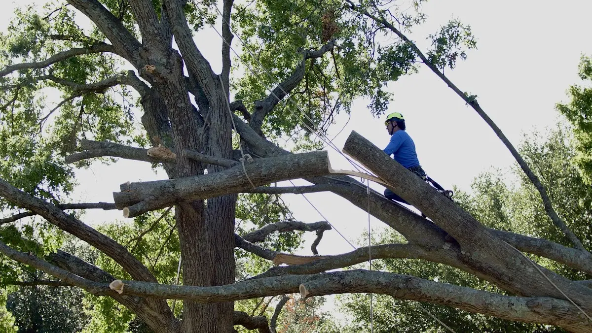Professional Crown Thinning performed by certified arborists in Briggs